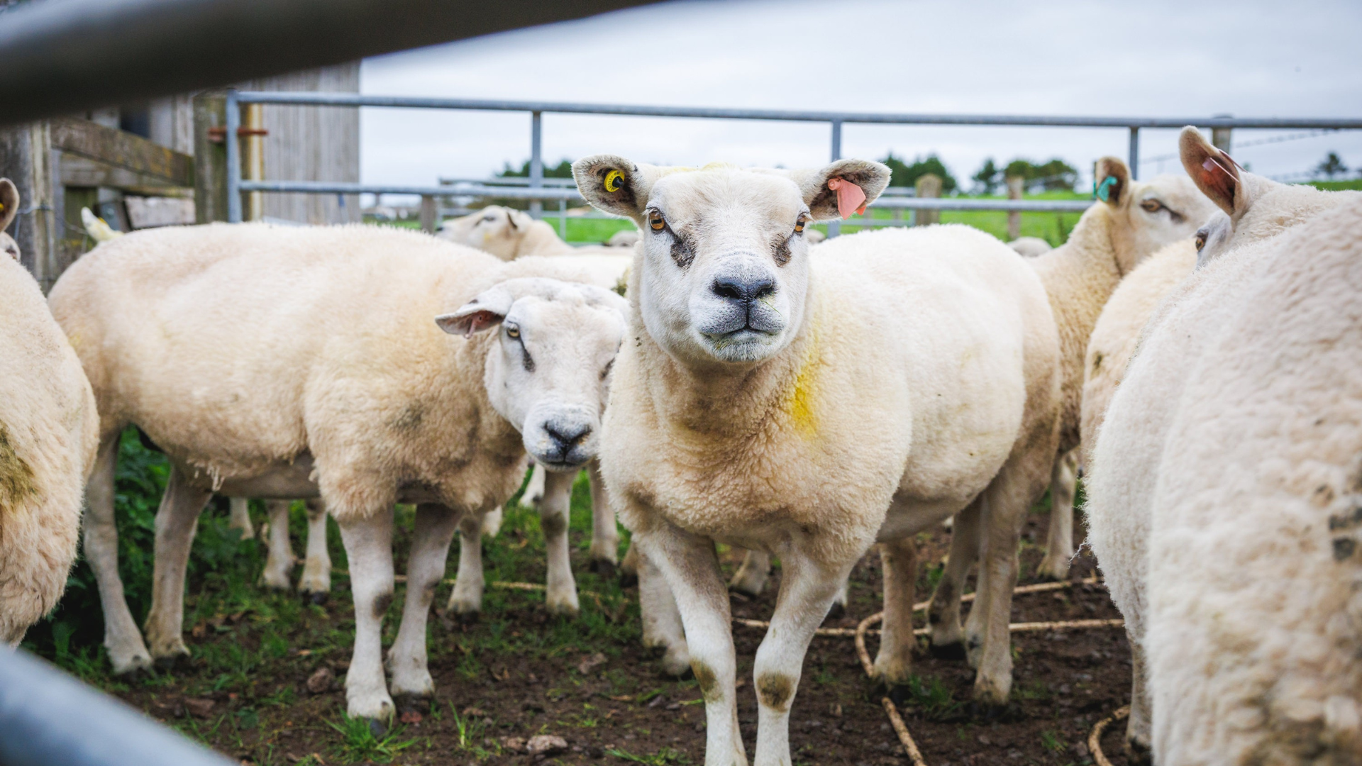 Fenton Vets Farm Animal